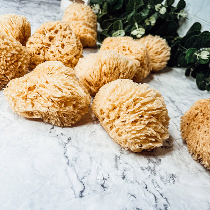 Dead Sea Natural Bath Sponge 3-4 Inch Exfoliating Cleansing Soft Skin